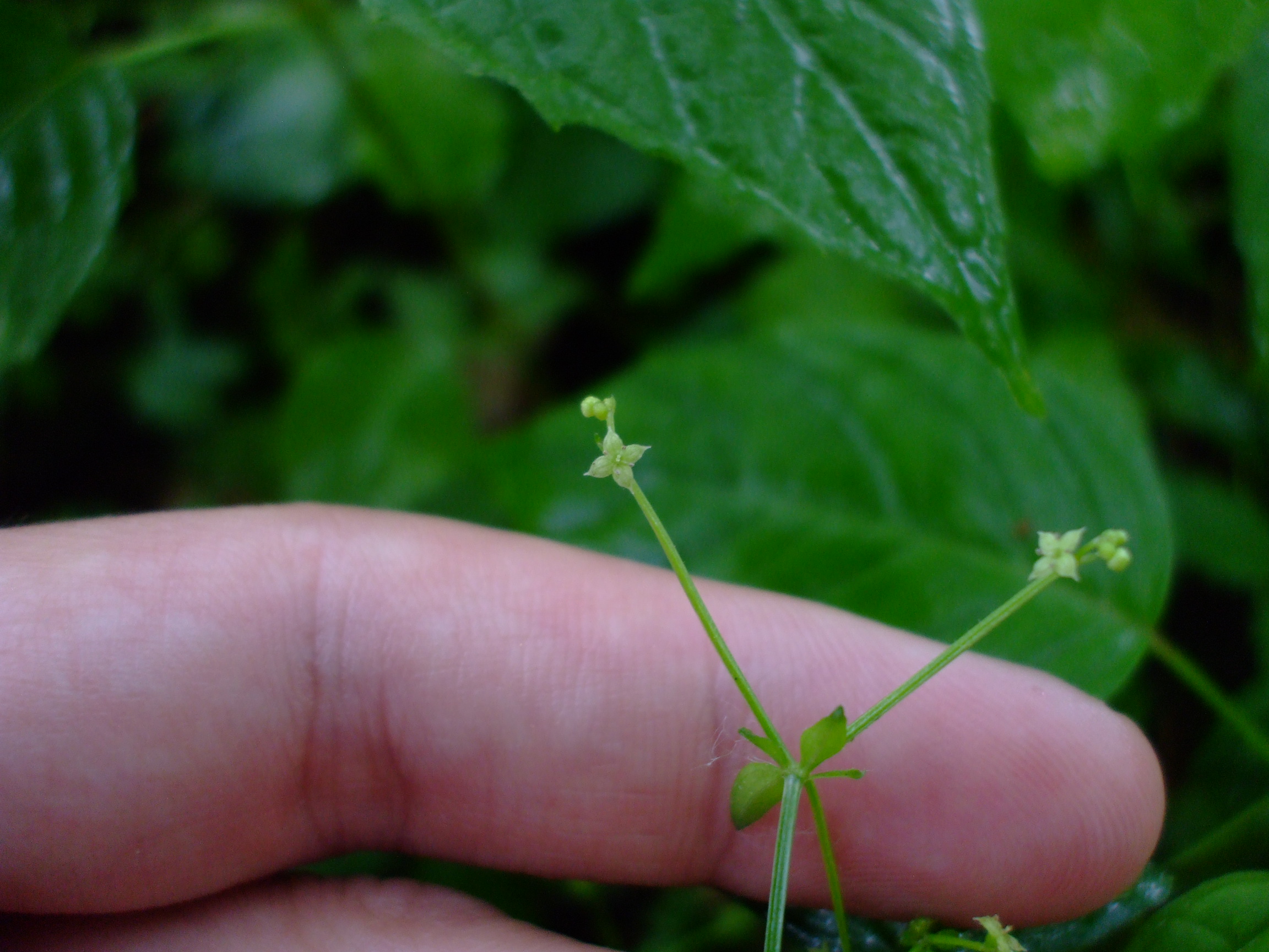 Galium circaezans